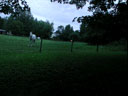 Panorama: Horse in Pasture